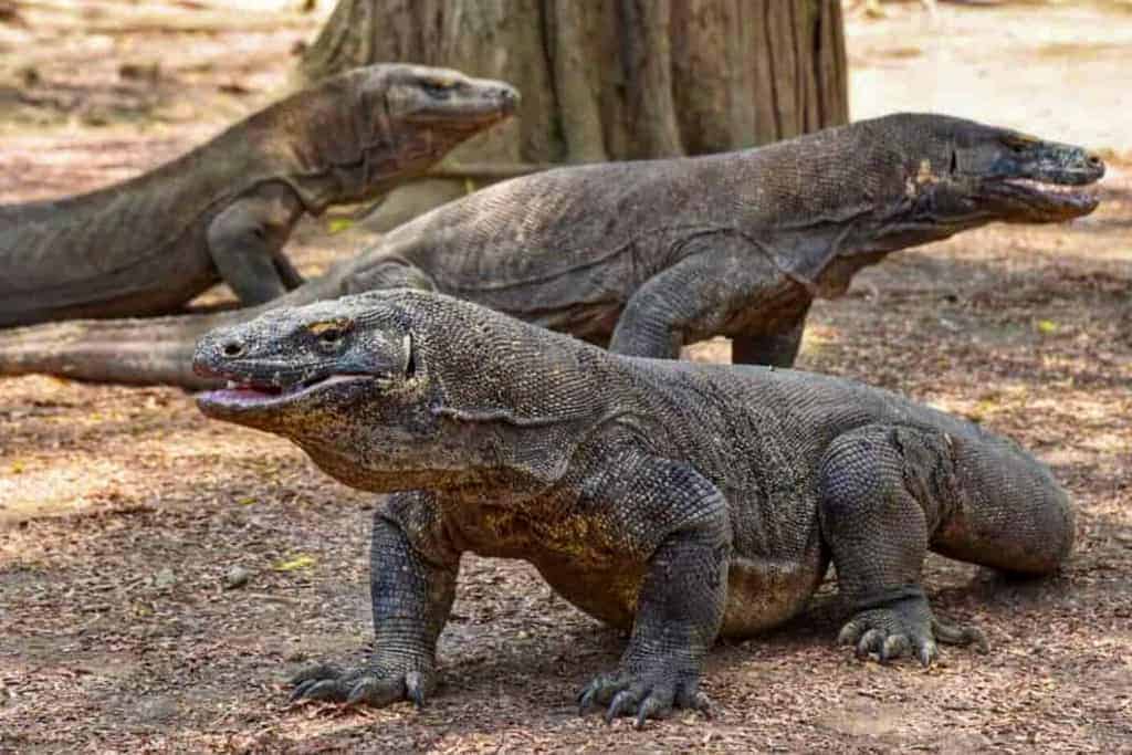 Komodo-Dragons-in-Indonesia.jpg