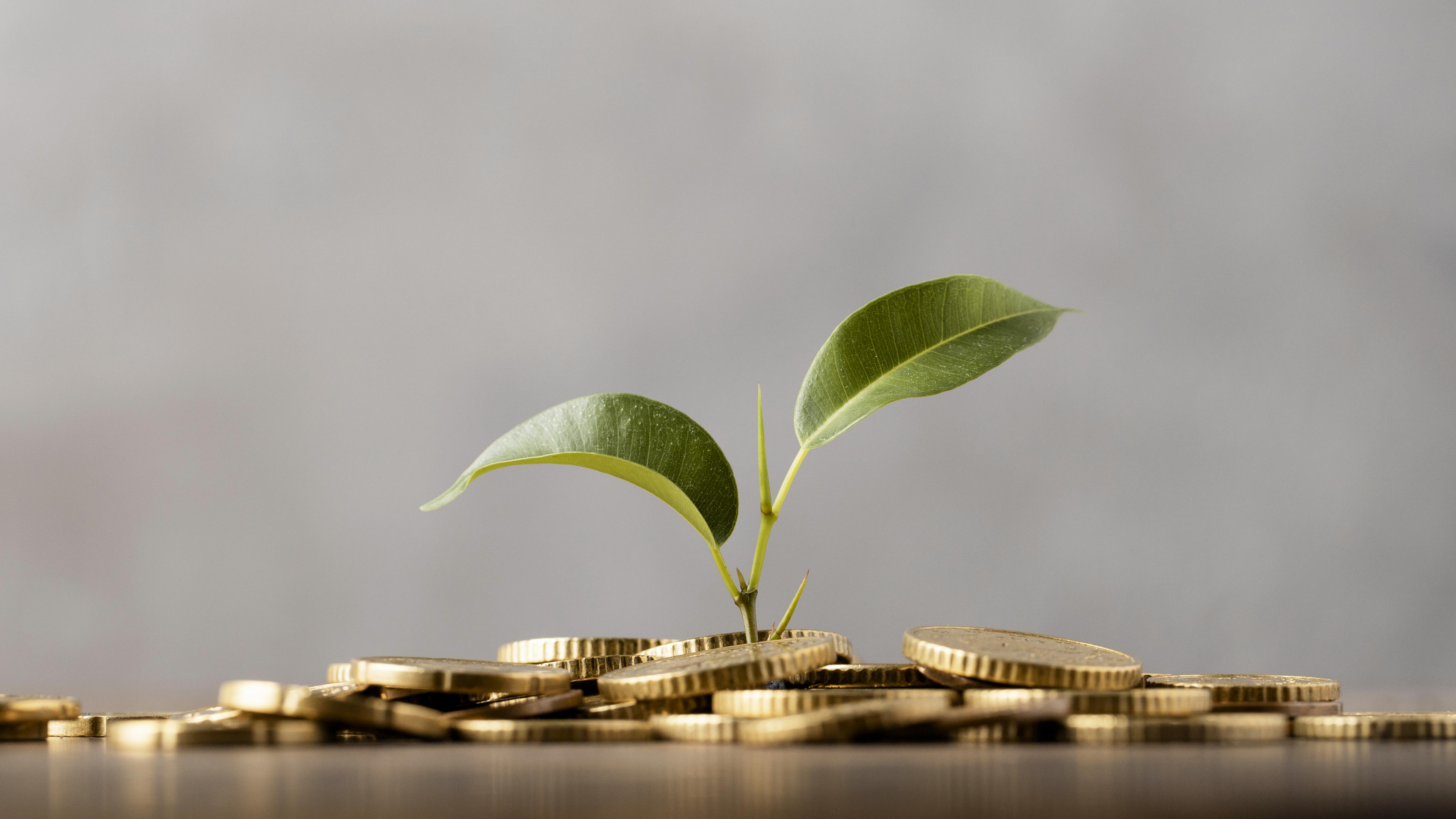 front-view-plant-growing-from-golden-coins (1).jpg